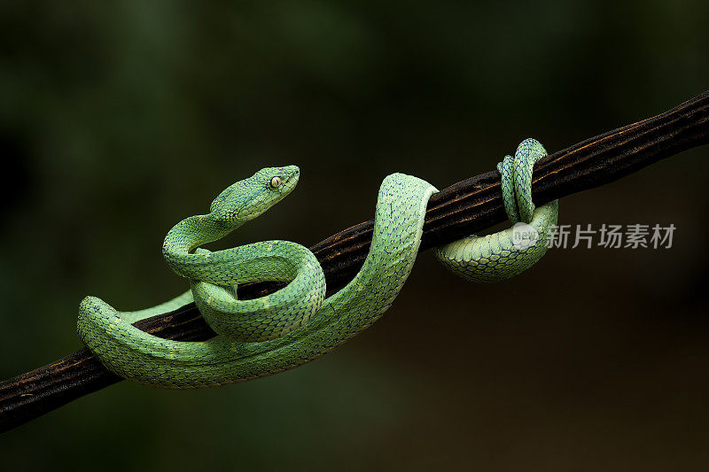 绿边条纹棕榈蝰蛇，也叫Bothriechis lateralis，在深绿色环境中的树枝上